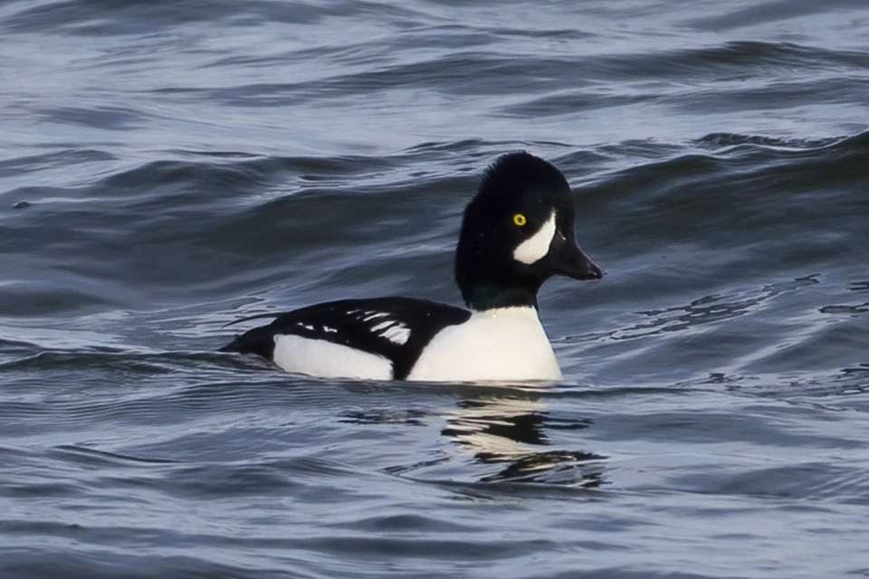 Animaux du Québec | Garrot d'Islande