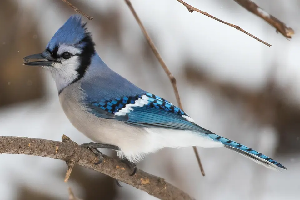 Animaux du Québec | Geai bleu
