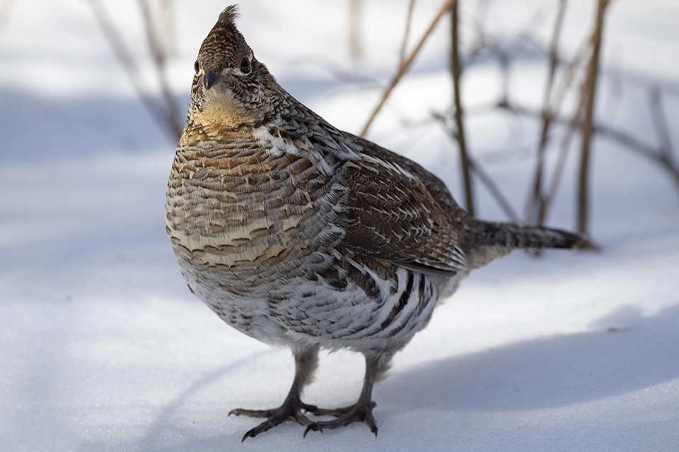 Animaux du Québec | Gélinotte huppée