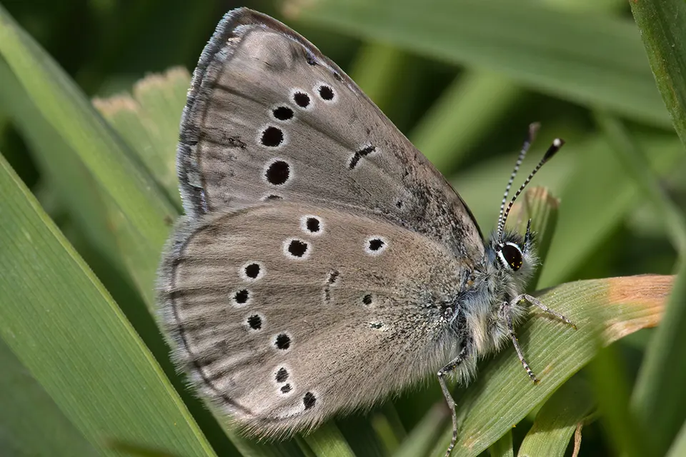 Animaux du Québec | Bleu argenté