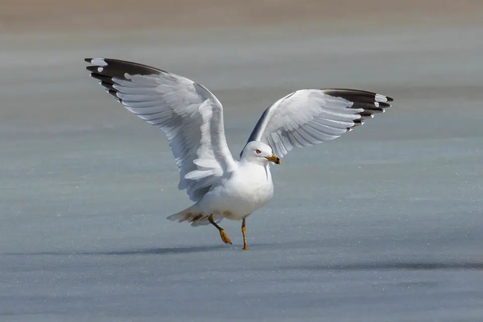 Animaux du Québec | Goéland à bec cerclé