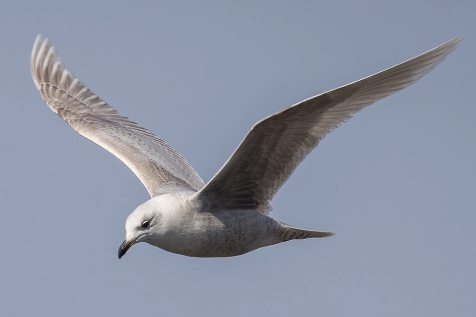 Animaux du Québec | Goéland arctique