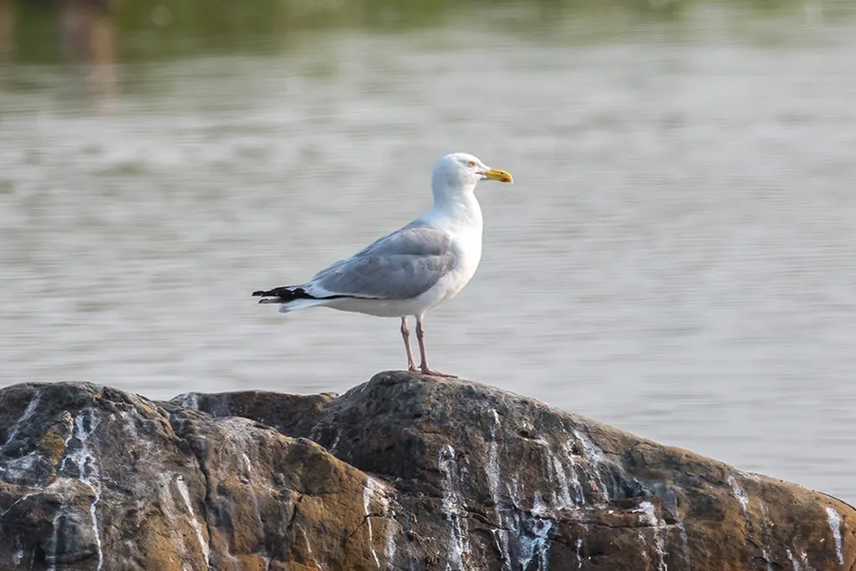goeland-argente-herring-gull