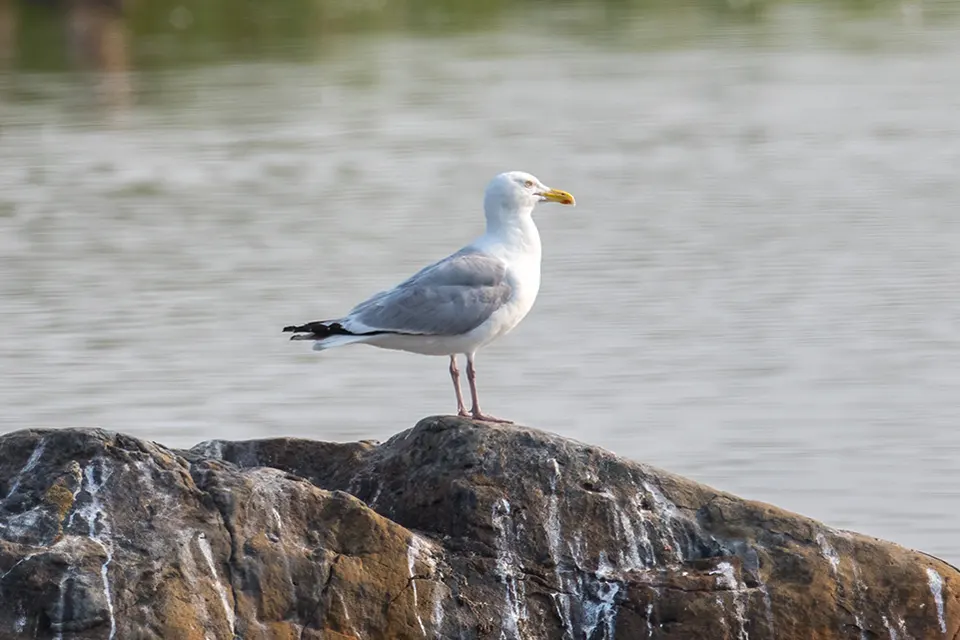 Animaux du Québec | Goéland hudsonien