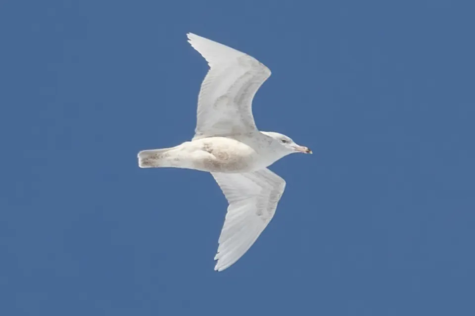 goeland-bourgmestre-glaucous-gull