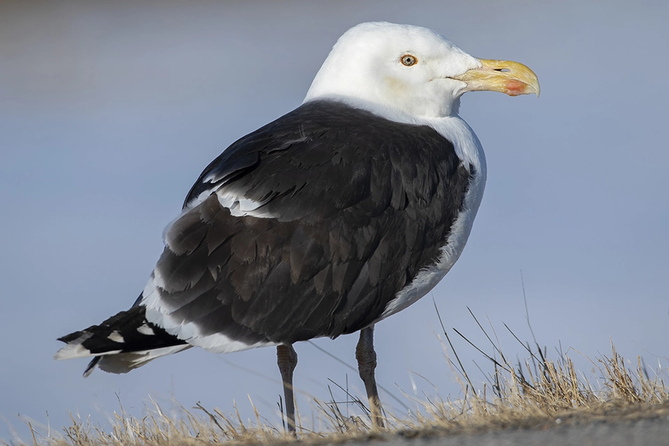 Animaux du Québec | Goéland marin
