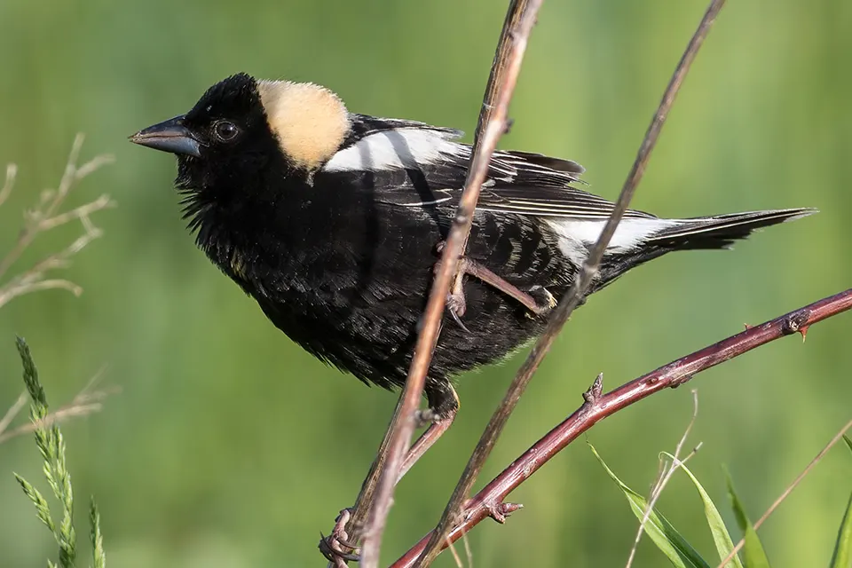 Animaux du Québec | Goglu des prés