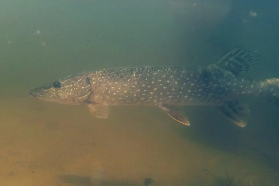 Animaux du Québec | Grand brochet