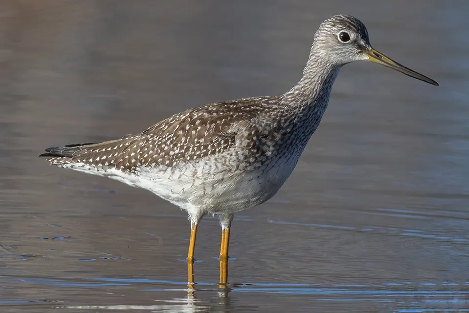 Animaux du Québec | Grand chevalier
