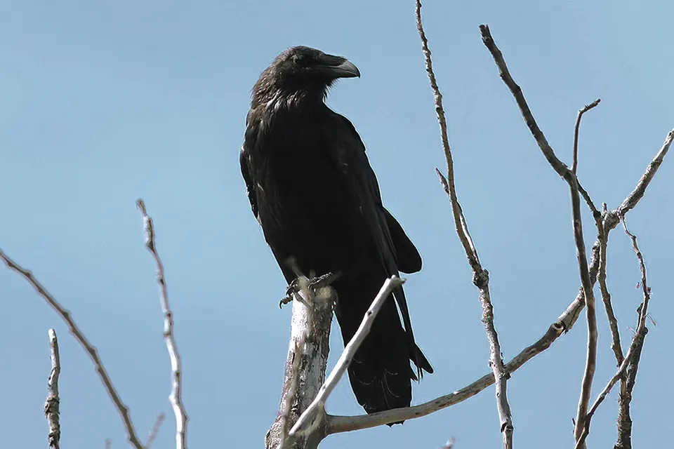 Animaux du Québec | Grand corbeau