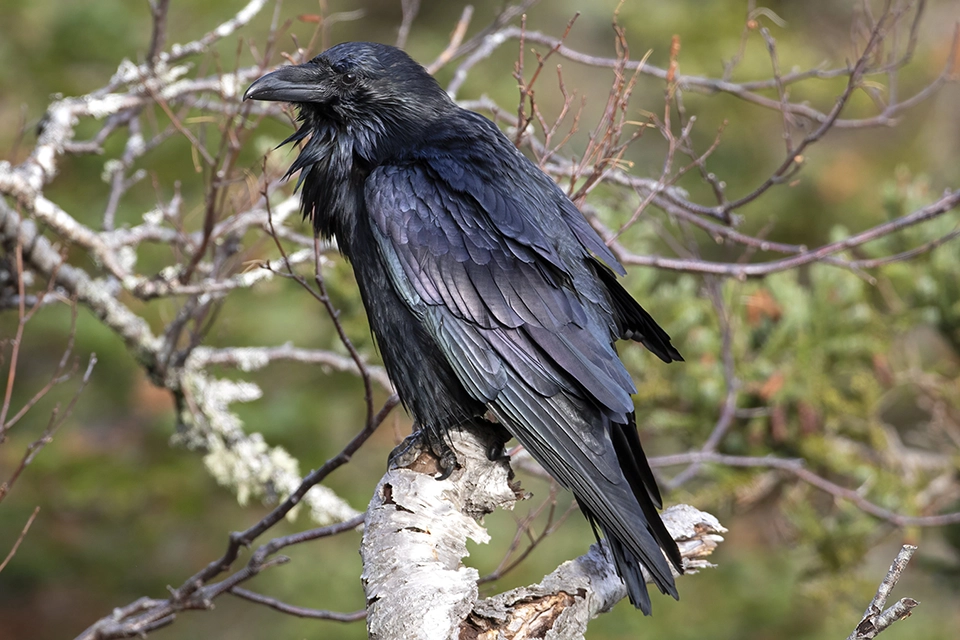 Animaux du Québec | Grand corbeau