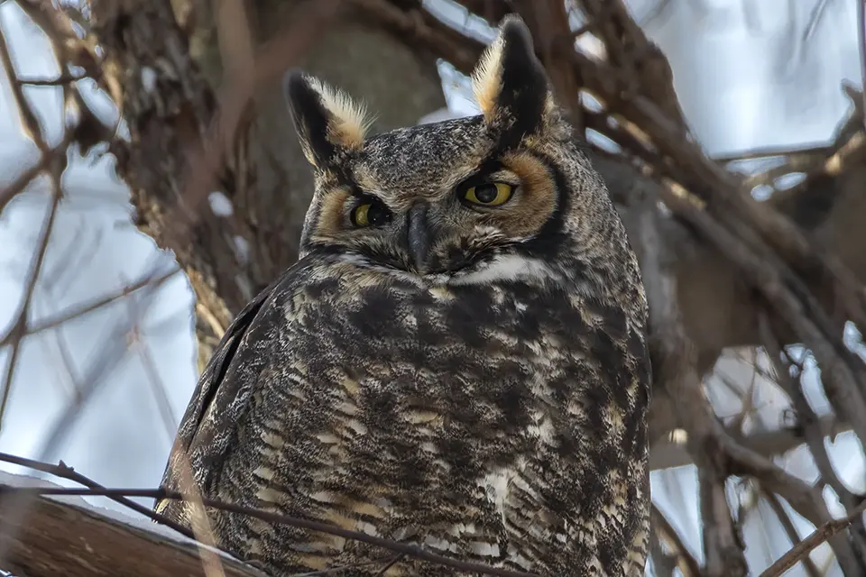 Animaux du Québec | Grand-duc d'Amérique