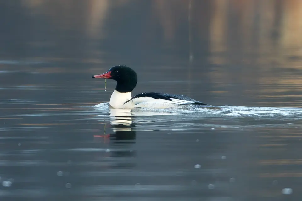 Animaux du Québec | Grand harle