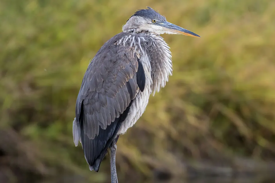 Animaux du Québec | Grand héron