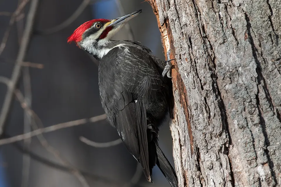 Animaux du Québec | Grand pic