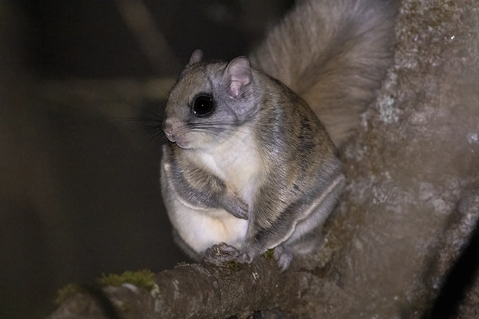 Animaux du Québec | Grand polatouche