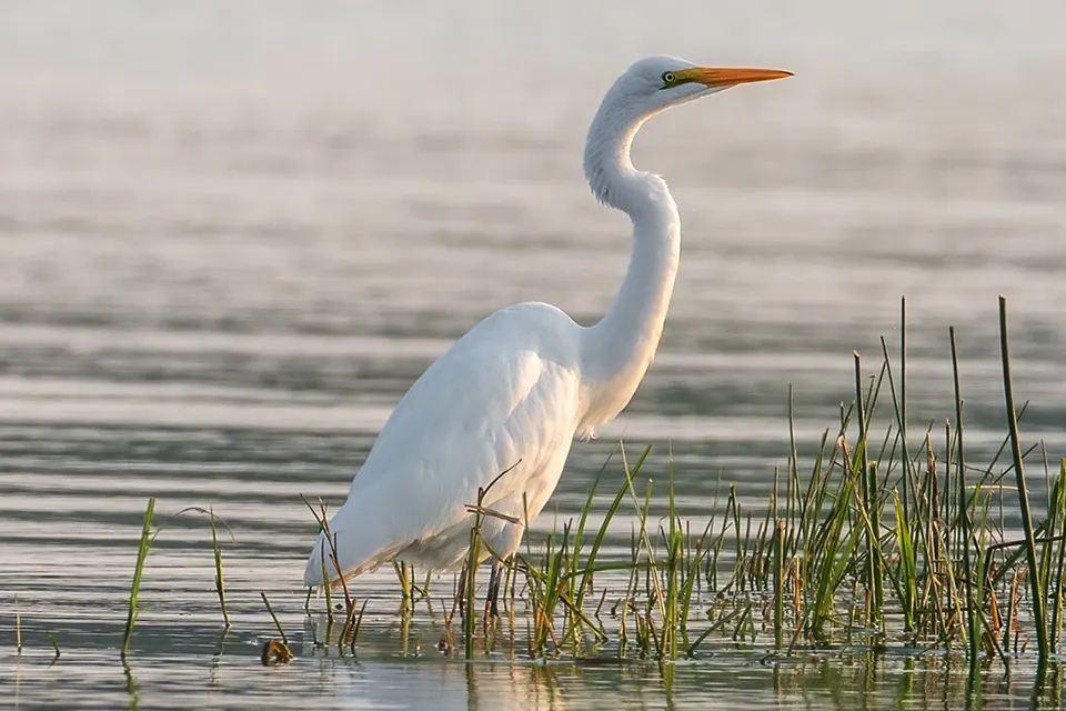 Animaux du Québec | Grande aigrette