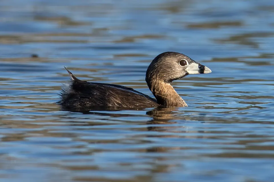Animaux du Québec | Grèbe à bec bigarré