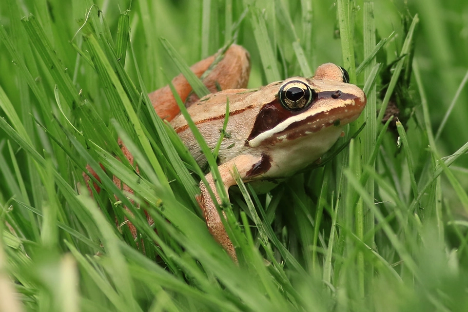 grenouille-des-bois-wood-frog