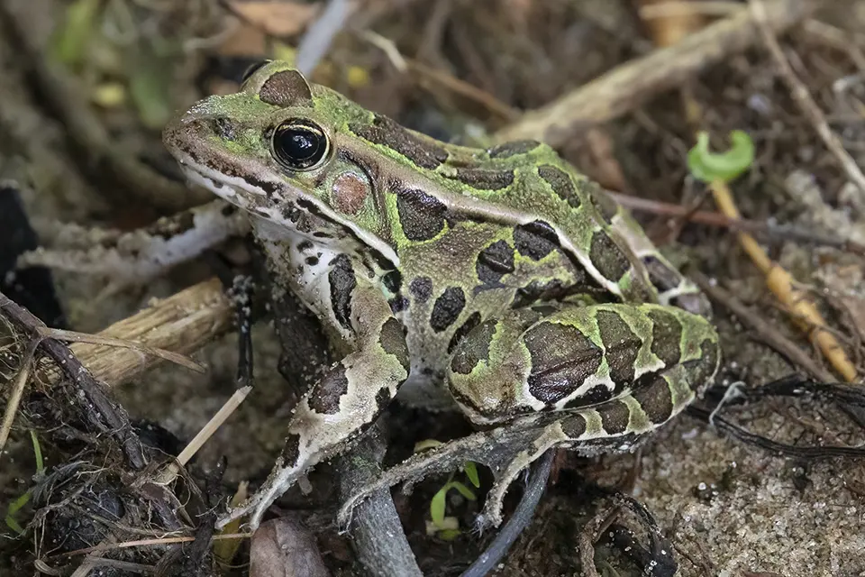 Animaux du Québec | Grenouille léopard