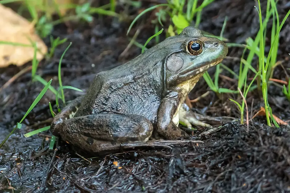 Animaux du Québec | Grenouille verte