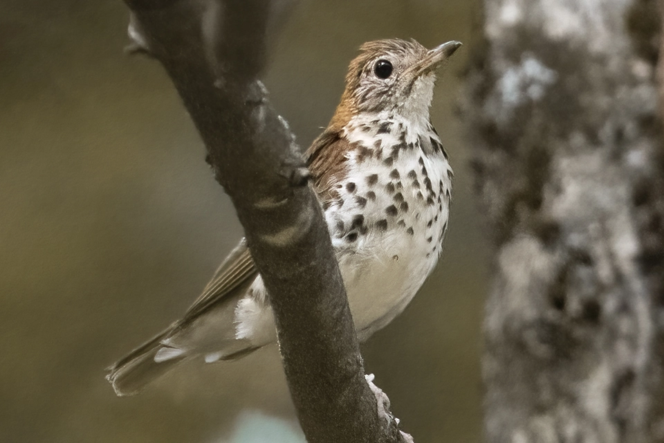Animaux du Québec | Grive des bois