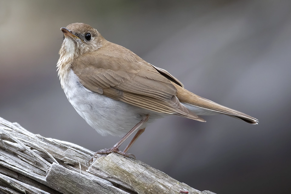 Animaux du Québec | Grive fauve