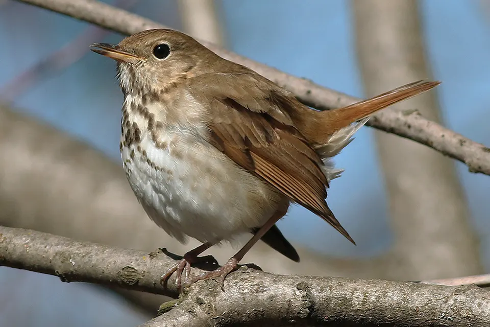 Animaux du Québec | Grive solitaire