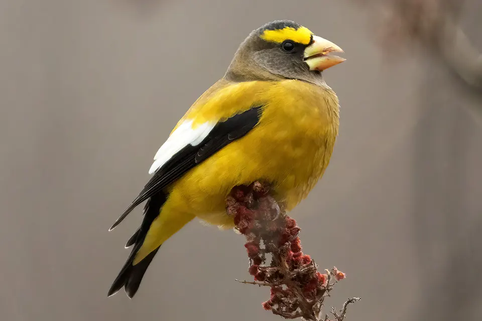 Animaux du Québec | Gros-bec errant