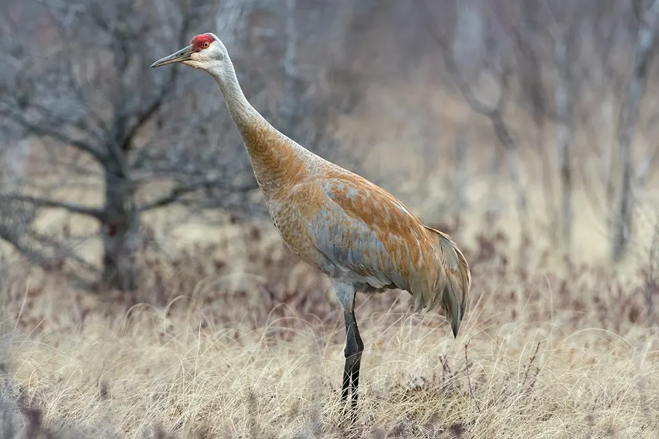 grue-du-canada-sandhill-crane