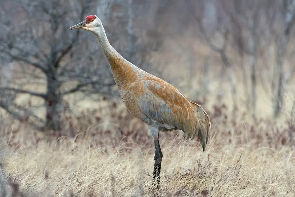 Animaux du Québec | Grue du Canada