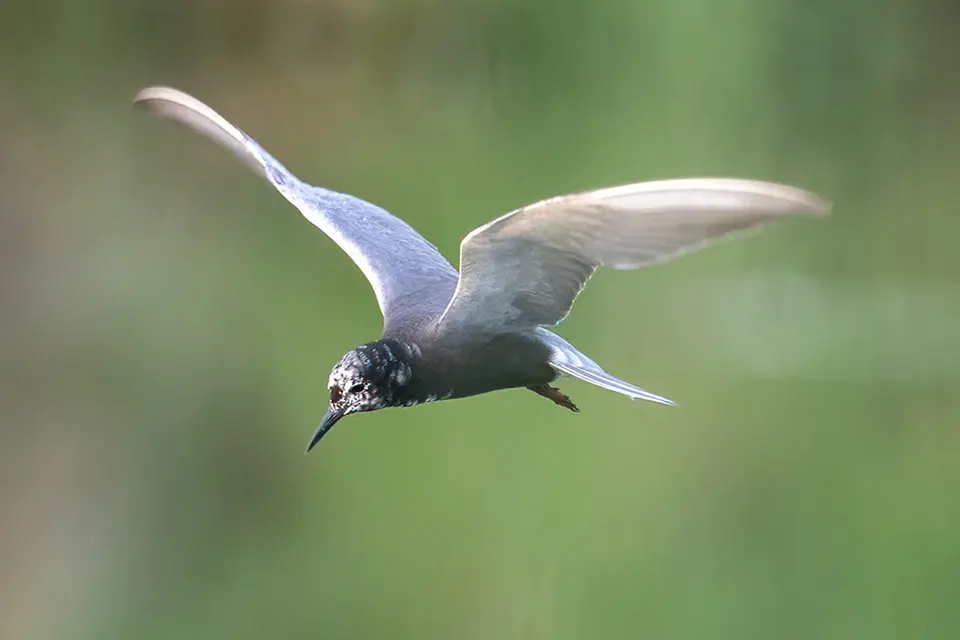 guifette-noire-black-tern