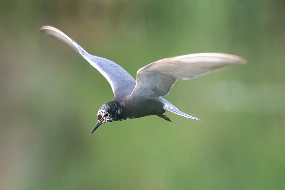 Animaux du Québec | Guifette noire