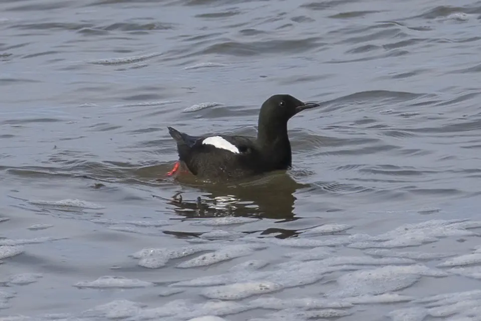 Animaux du Québec | Guillemot à miroir