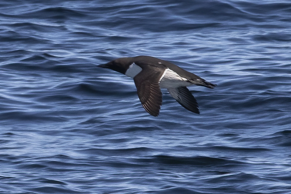 Animaux du Québec | Guillemot marmette