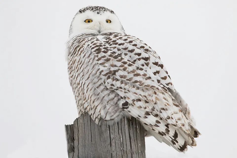 Animaux du Québec | Harfang des neiges
