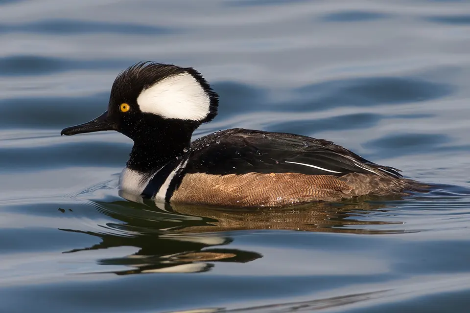 Animaux du Québec | Harle couronné