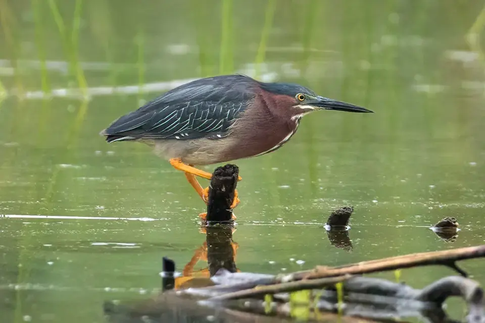 Animaux du Québec | Héron vert