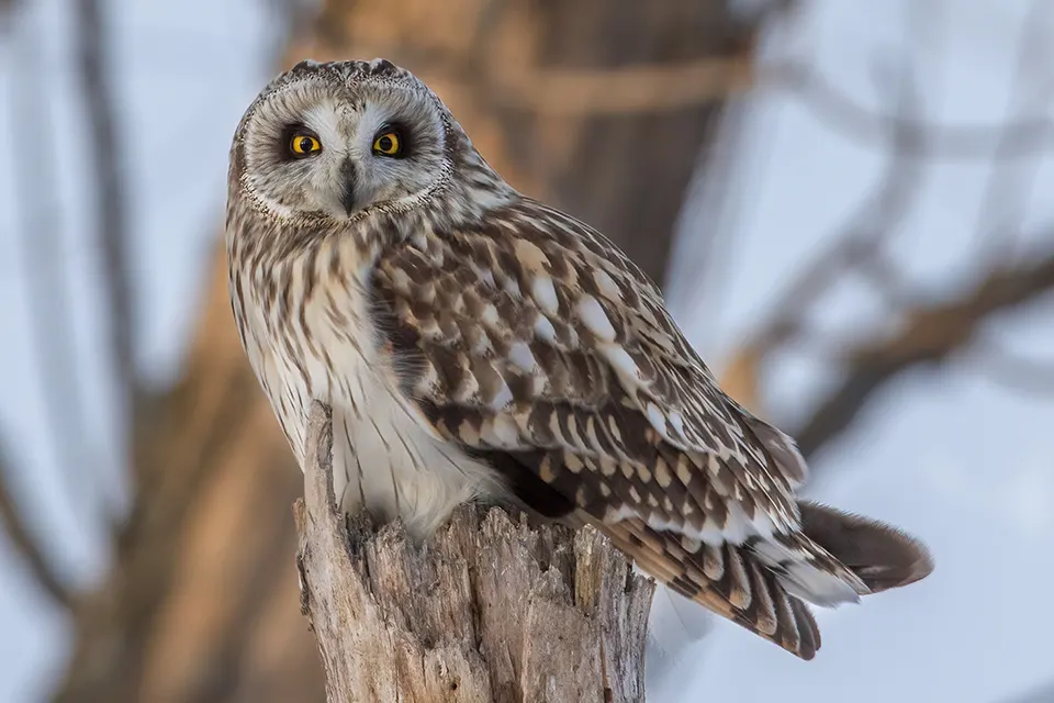 Animaux du Québec | Hibou des marais