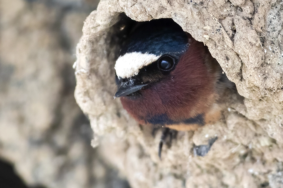 Animaux du Québec | Hirondelle à front blanc
