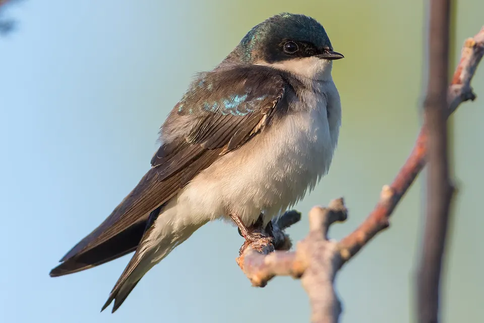 hirondelle-bicolore-tree-swallow