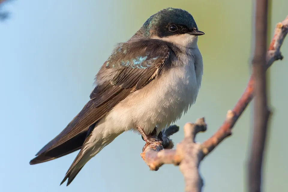 Animaux du Québec | Hirondelle bicolore