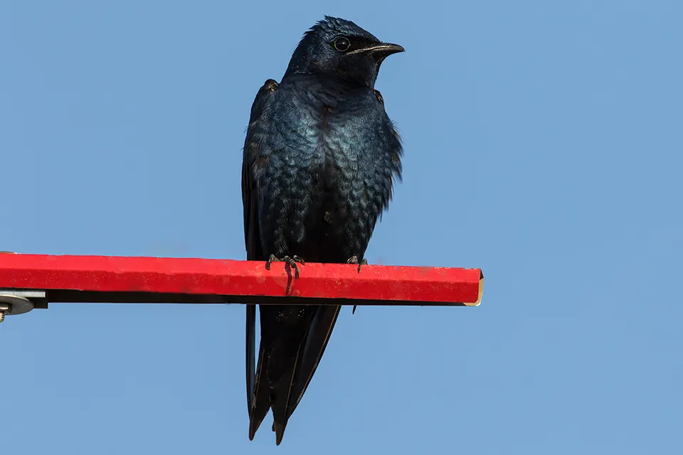 Animaux du Québec | Hirondelle noire