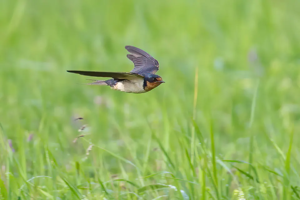 hirondelle-rustique-barn-swallow