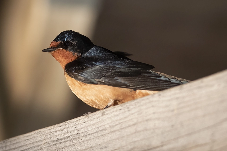 Animaux du Québec | Hirondelle rustique
