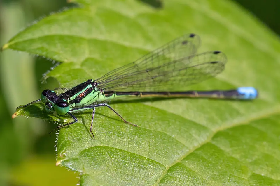 Animaux du Québec | Agrion vertical