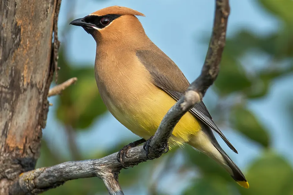 Animaux du Québec | Jaseur d'Amérique