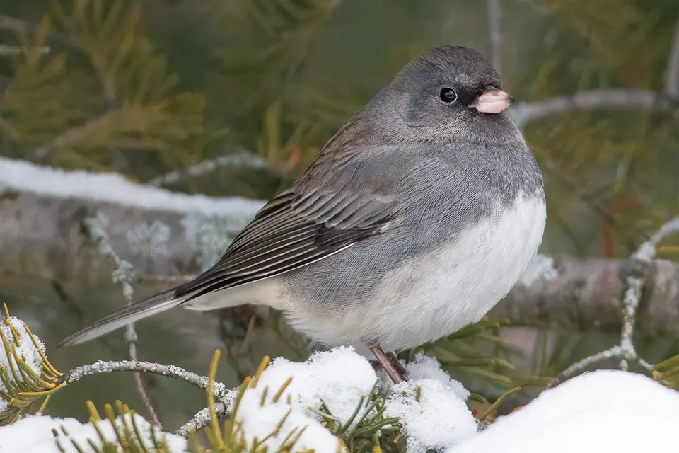 Animaux du Québec | Junco ardoisé