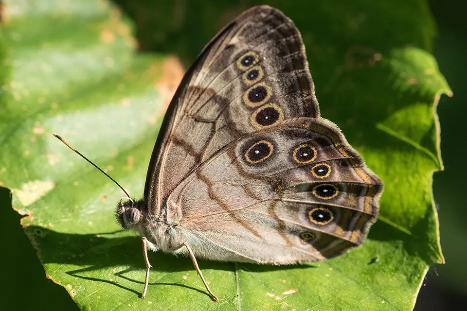 Animaux du Québec | Satyre perlé
