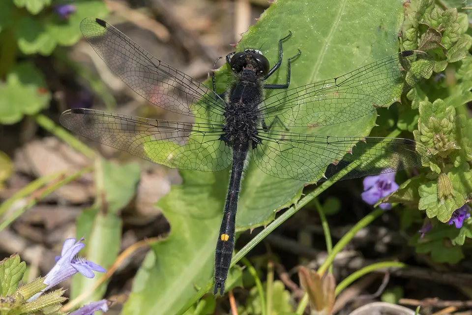 Animaux du Québec | Leucorrhine mouchetée